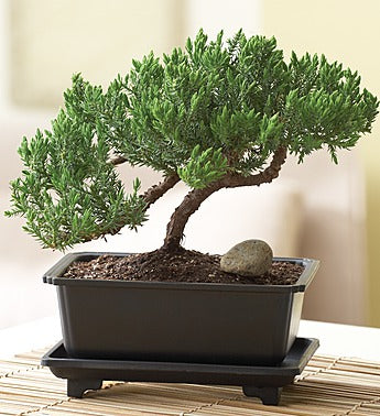 Juniper Bonsai