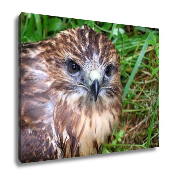 Gallery Wrapped Canvas, Falcon Nestling