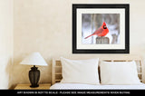 Framed Print, Northern Cardinal