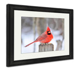 Framed Print, Northern Cardinal