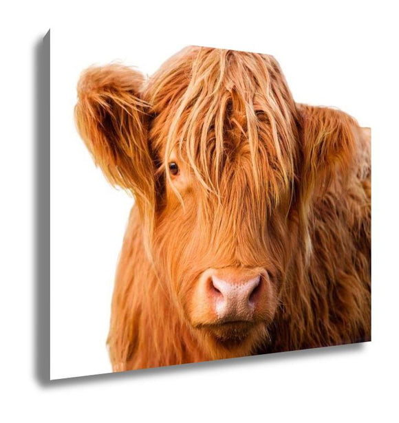 Gallery Wrapped Canvas, Wild Redhaired Calf Of Highland