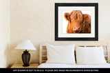 Framed Print, Wild Redhaired Calf Of Highland