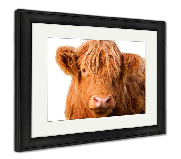 Framed Print, Wild Redhaired Calf Of Highland