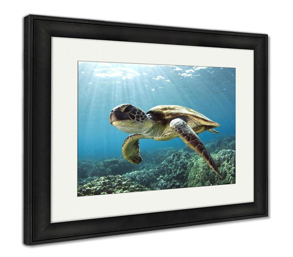 Framed Print, Hawaiian Green Sea Turtle