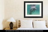 Framed Print, Florida Manatee Underwater