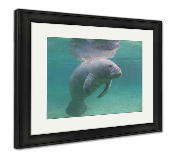 Framed Print, Florida Manatee Underwater