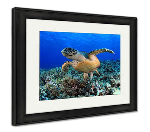 Framed Print, Sea Turtle