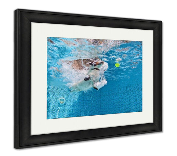 Framed Print, Playful Jack Russell Terrier Puppy In Swimming Pool Has Fun Dog Jump And Dive