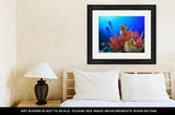 Framed Print, Two Scuba Divers Dive Over A Beautiful Coral Reef In Clear Blue Sea