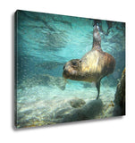 Gallery Wrapped Canvas, Sea Lion Swimming Underwater In Ocean