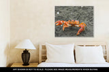 Gallery Wrapped Canvas, Red Cliff Crab Ecuador