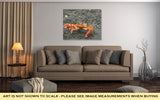 Gallery Wrapped Canvas, Red Cliff Crab Ecuador