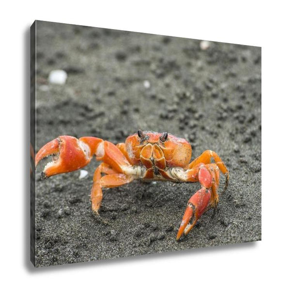 Gallery Wrapped Canvas, Red Cliff Crab Ecuador