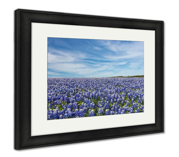 Framed Print, Large Texas Bluebonnet Field Muleshoe Bend Recreation Areaustin