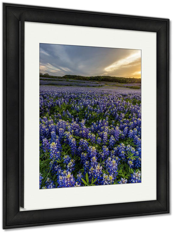 Framed Print, Beautiful Bluebonnets Field At Sunset Near Austin Texas In Spring