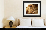 Framed Print, Majestic King