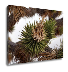 Gallery Wrapped Canvas, Dried Joshua Trees Flowers And Leaves