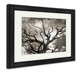 Framed Print, Dead Tree