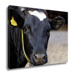 Gallery Wrapped Canvas, Meat Dairy Breed Cows On Farm