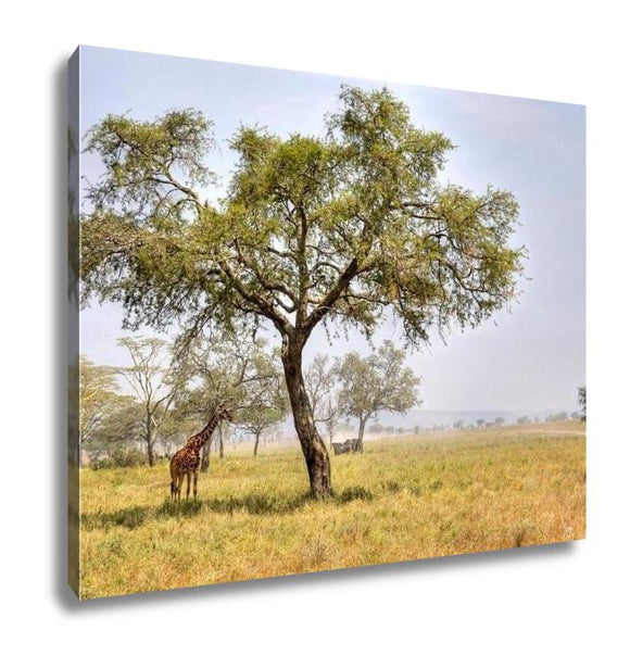 Gallery Wrapped Canvas, African Landscape With A Acacia Tree