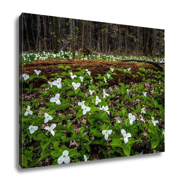 Gallery Wrapped Canvas, Moss Covered Log And Wild White Trillium Fallen Log Surrounded By Wild White