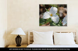 Gallery Wrapped Canvas, Trillium Grandiflorumwhite