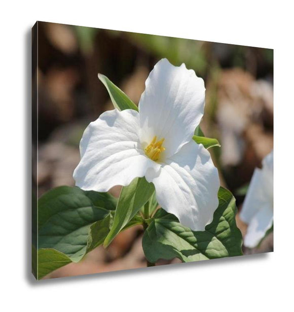 Gallery Wrapped Canvas, Trillium Grandiflorumwhite